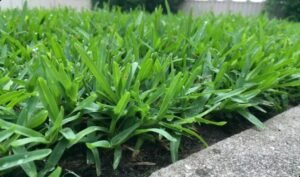All Seasons Turf Supplies Gardening in Sydney