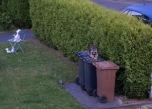 Rapid Bins Waste management service in Brisbane City