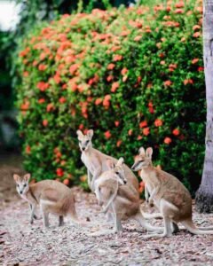 Cable Beach Club Resort & Spa Hotel in Perth